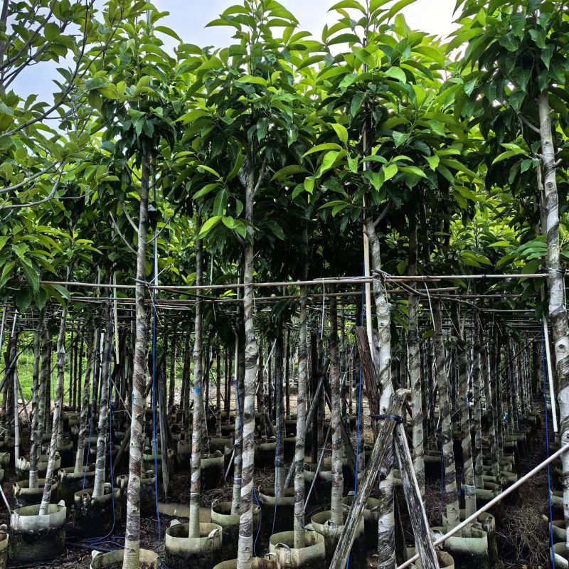 3-8分白玉兰大量出售