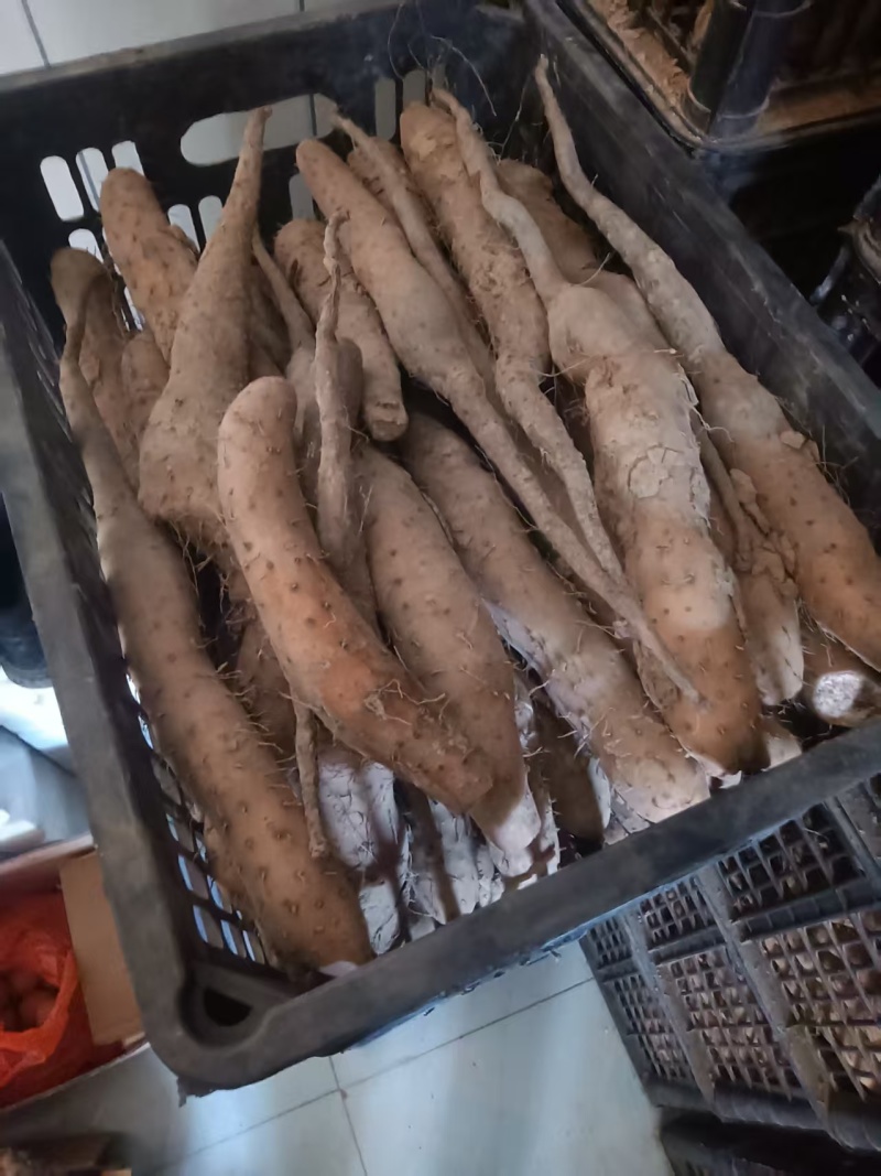 白玉山药豆苗