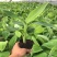 香蕉苗组培苗香蕉苗粉焦苗易成活诚信合作欢迎来电