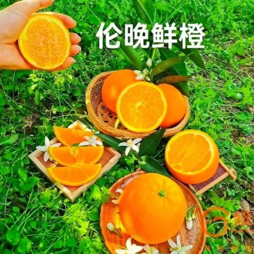 伦晚帝王橙产地大量上市个头大口感甜对接电商社区团外贸