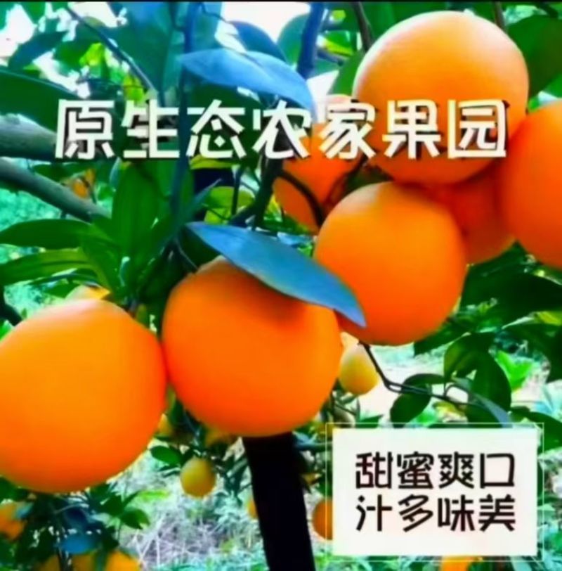 精品中华红橙大量走货中口感甜颜色红果肉细腻农户一手货源