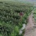 油茶苗