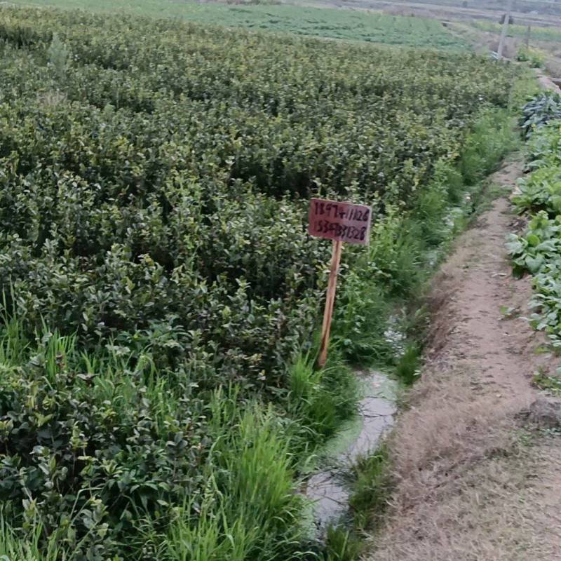 油茶苗