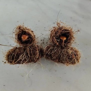竹笋虫虫茧竹虫茧货量充足价格实惠量大从优