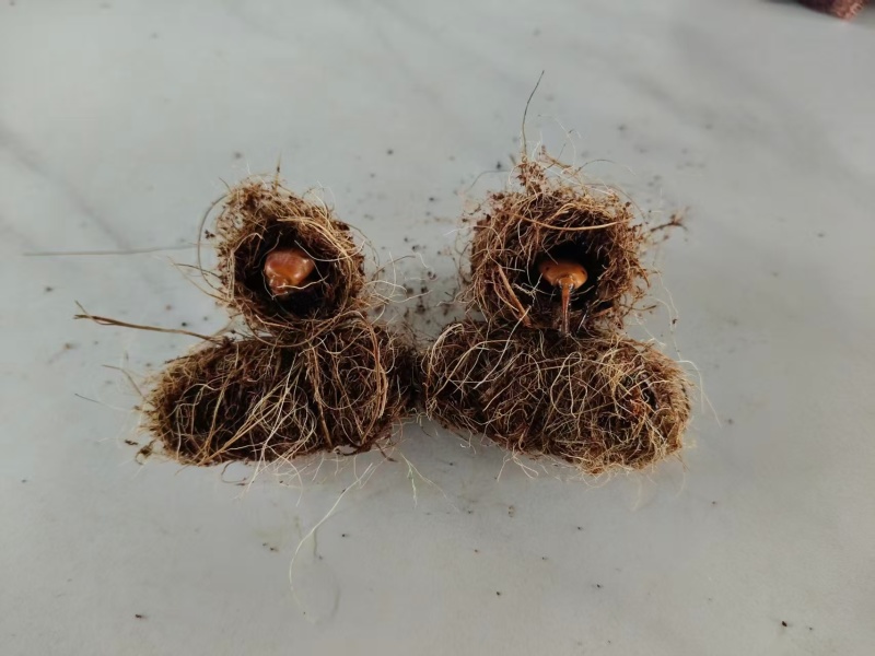 竹笋虫虫茧竹虫茧货量充足价格实惠量大从优