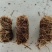 竹笋虫虫茧竹虫茧货量充足价格实惠量大从优