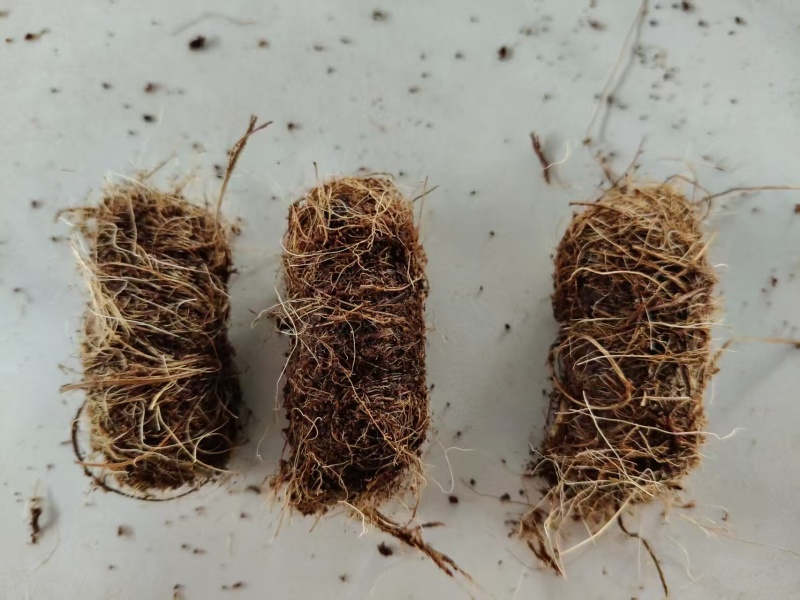 竹笋虫虫茧竹虫茧货量充足价格实惠量大从优