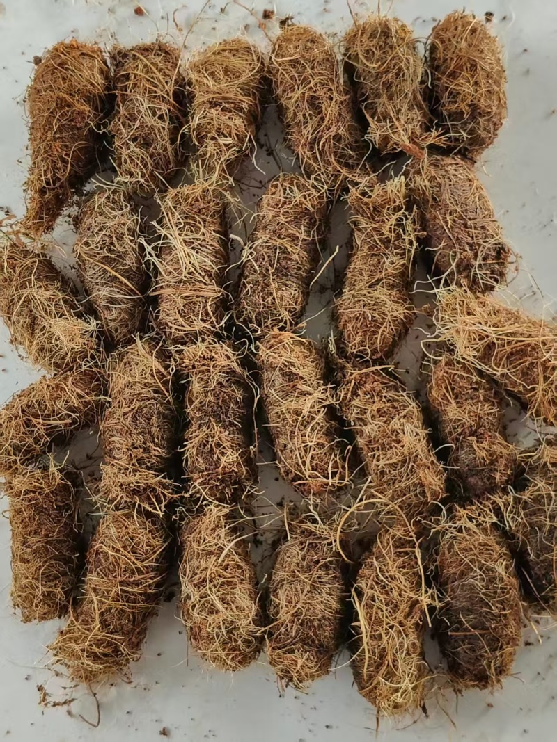 竹笋虫虫茧竹虫茧货量充足价格实惠量大从优
