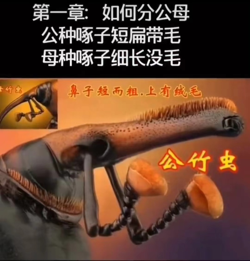 竹笋虫种虫公母竹虫成对卖适合养殖需要的老板联系