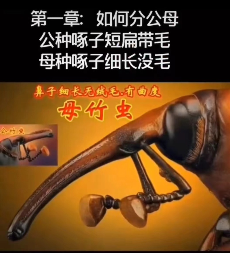 竹笋虫种虫公母竹虫成对卖适合养殖需要的老板联系