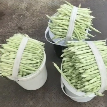 精品白不老芸豆