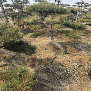 黑松油松从2米到5米