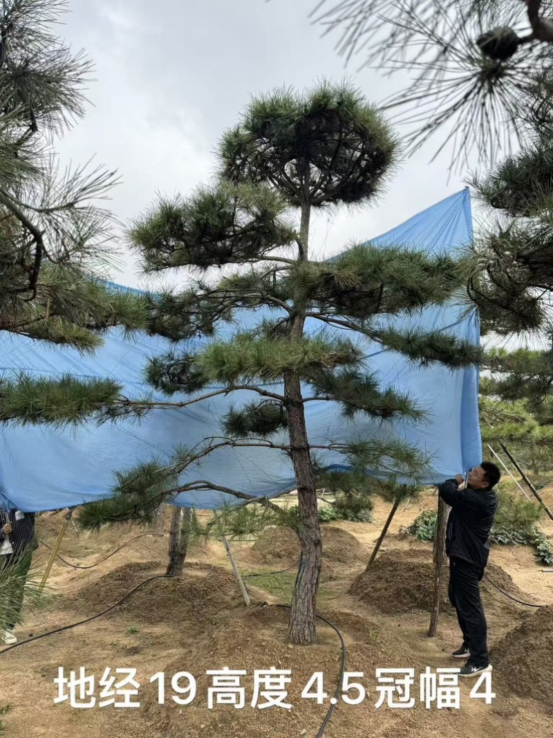 黑松油松从2米到5米