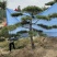 黑松油松从2米到5米
