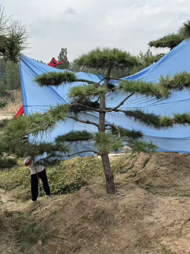 黑松油松从2米到5米
