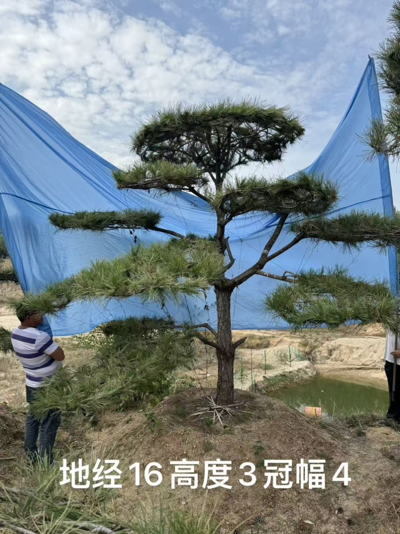 黑松油松从2米到5米