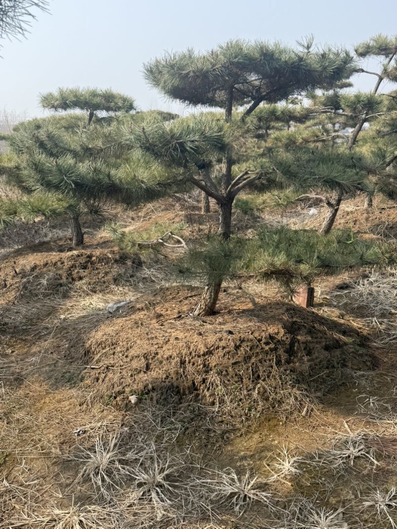 黑松油松从2米到5米