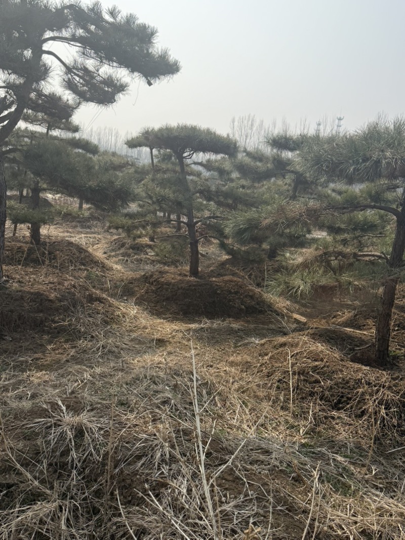 黑松油松从2米到5米