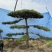黑松油松从2米到5米