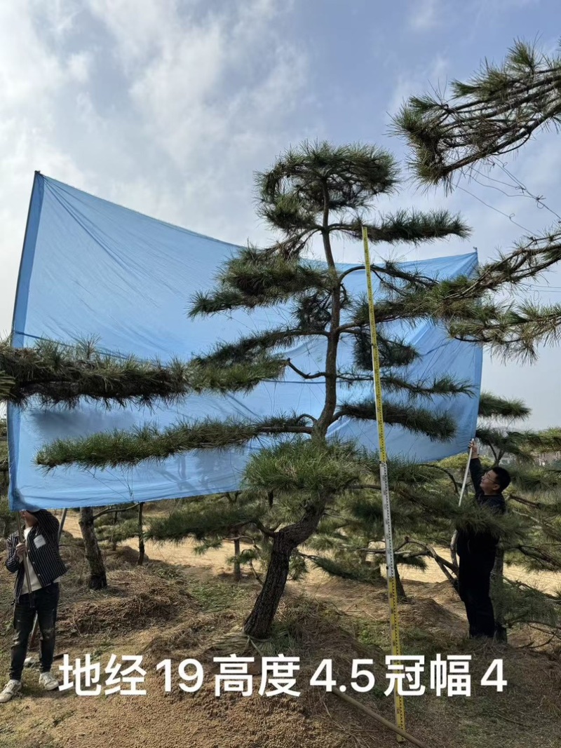 黑松油松从2米到5米