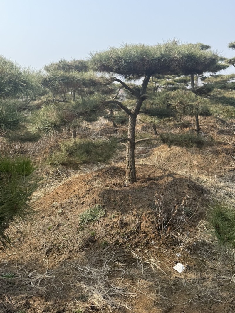 黑松油松从2米到5米