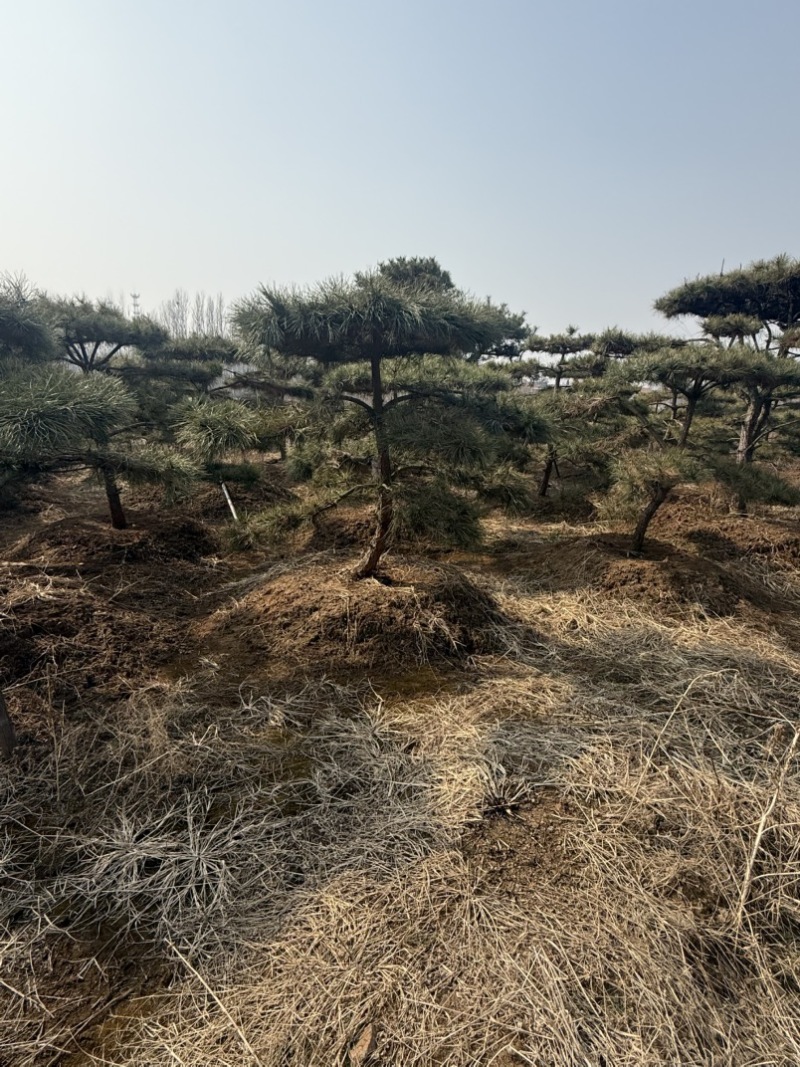 黑松油松从2米到5米