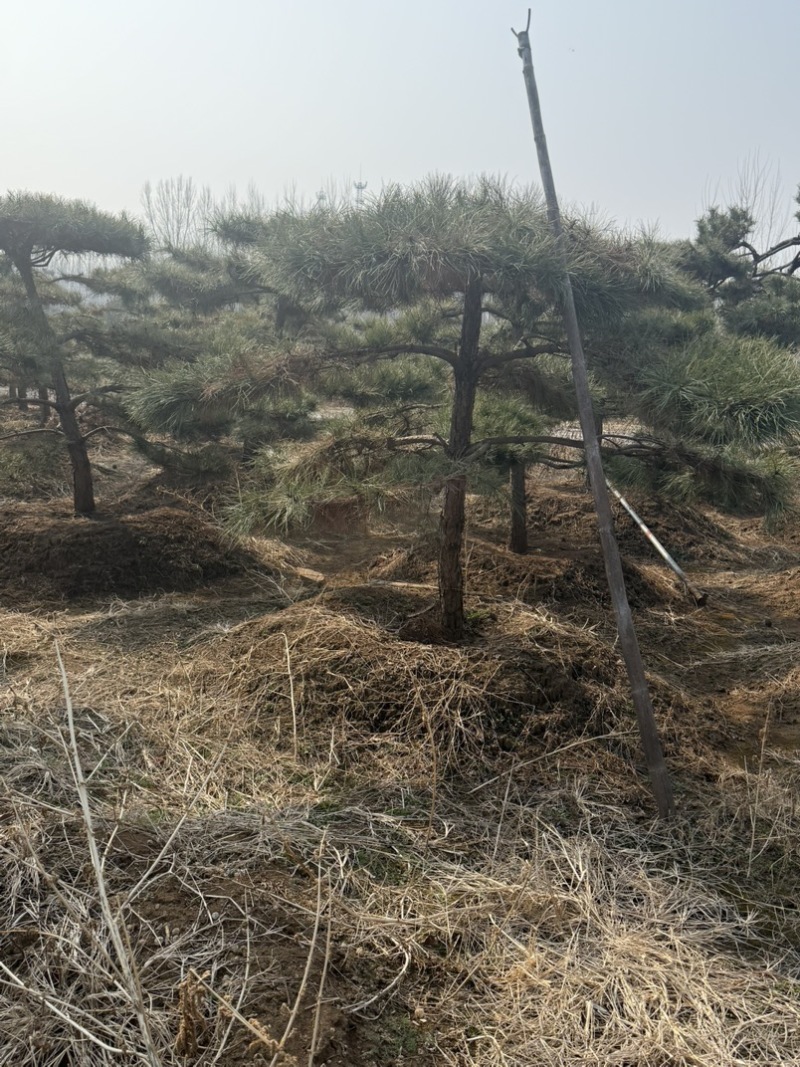 黑松油松从2米到5米