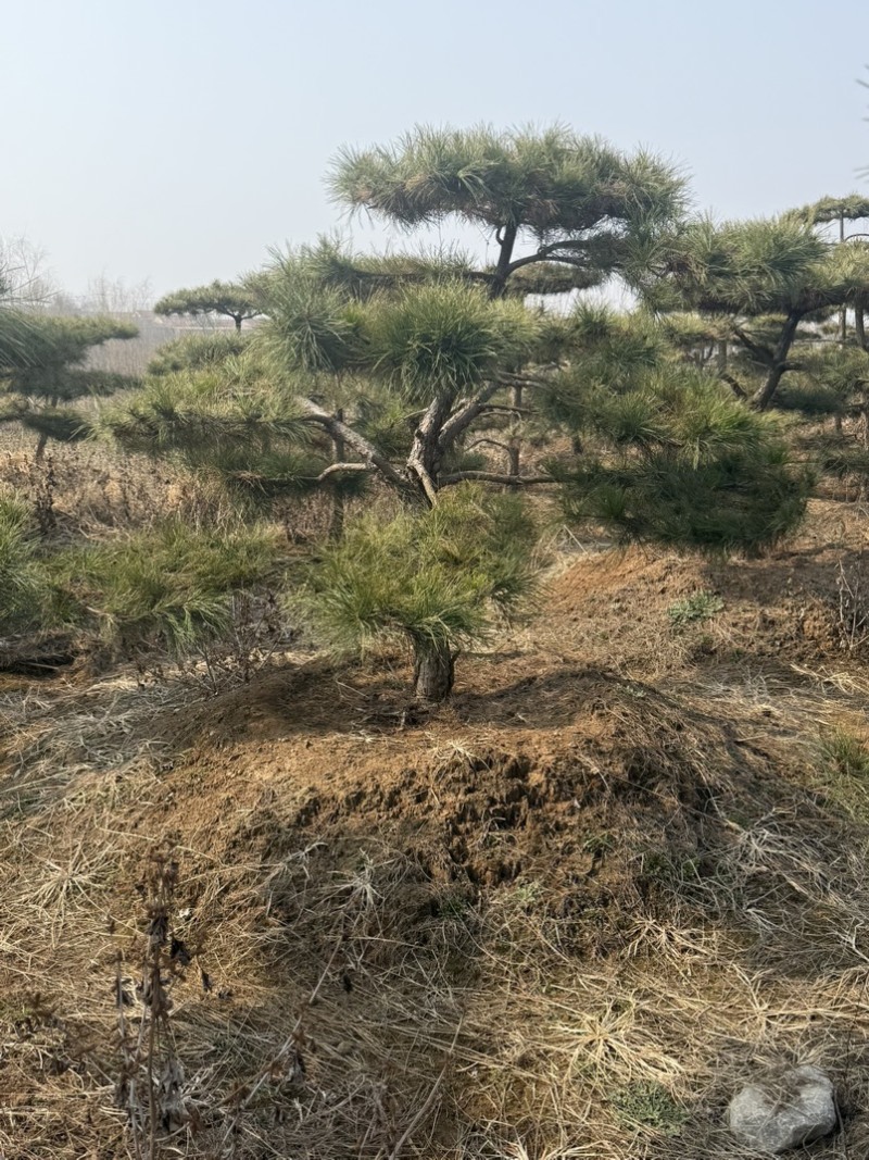 黑松油松从2米到5米