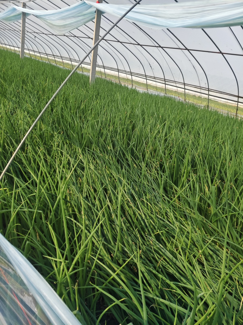 小葱