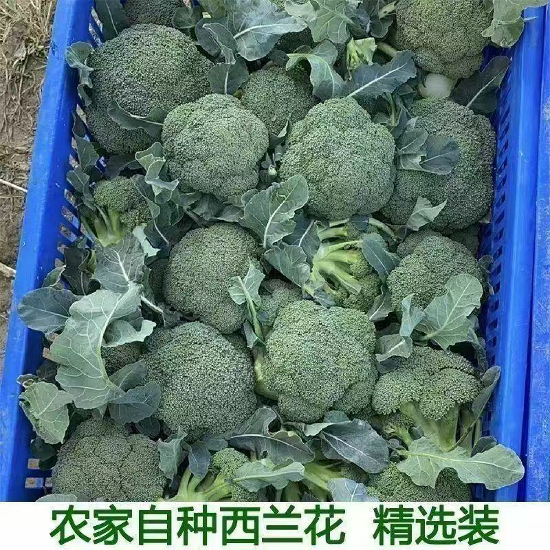 河南南阳西兰花便宜