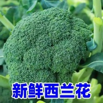 河南南阳西兰花便宜
