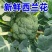 河南南阳西兰花便宜