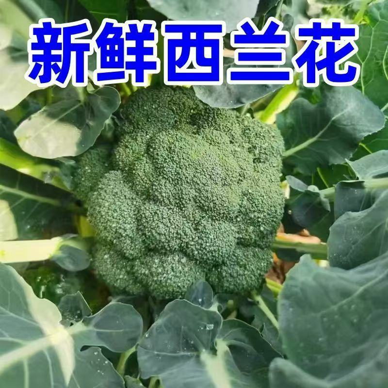 河南南阳西兰花便宜