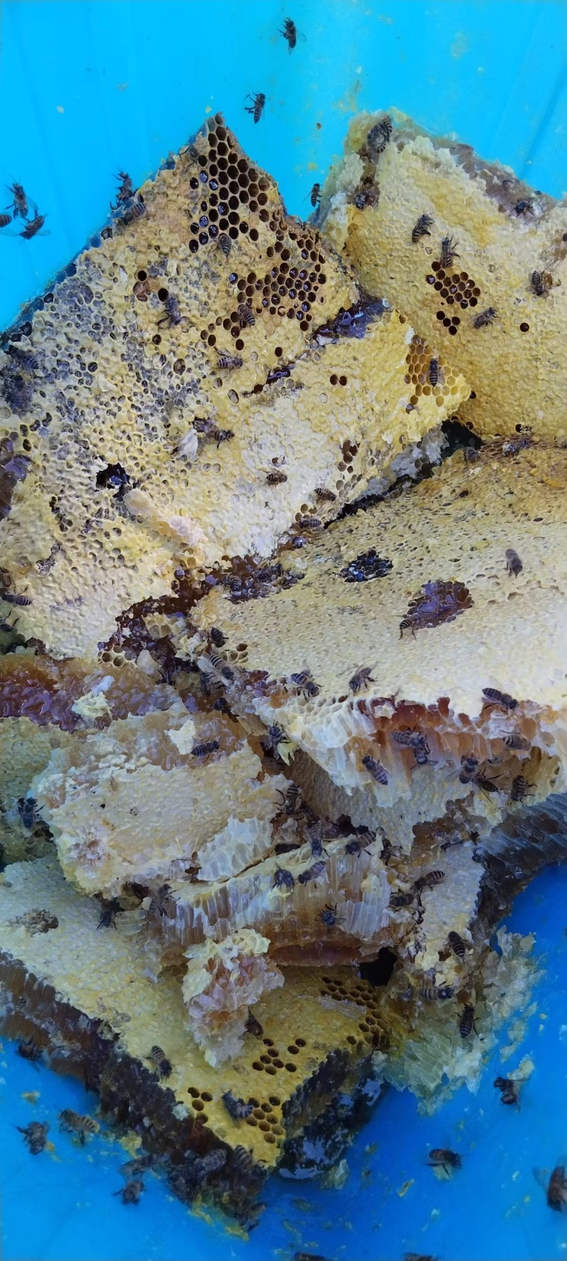 土蜂蜜自家养殖深山密林特产精品蜂蜜不掺假