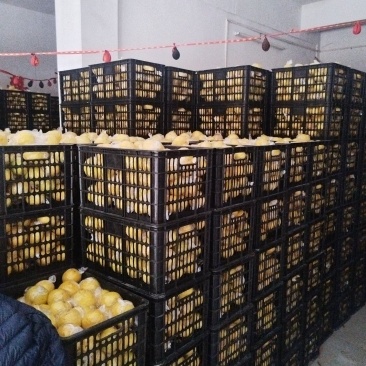 黄金贡柚冷库果，产地直发，品质保证，服务周到，诚信经营
