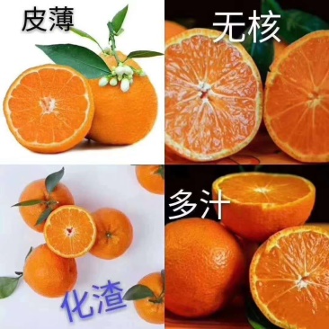 黄果柑/四川黄果柑/皮薄无核多汁/产地一手货源