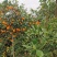 黄果柑/四川黄果柑/皮薄无核多汁/产地一手货源