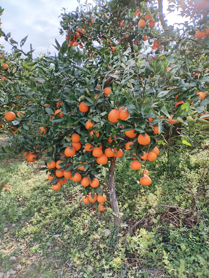 黄果柑/四川黄果柑/皮薄无核多汁/产地一手货源