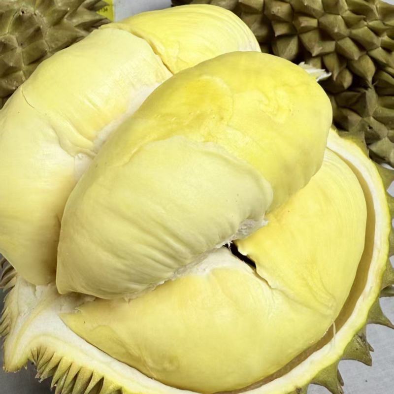 金枕榴莲一手货源，批发价格，坏果包赔