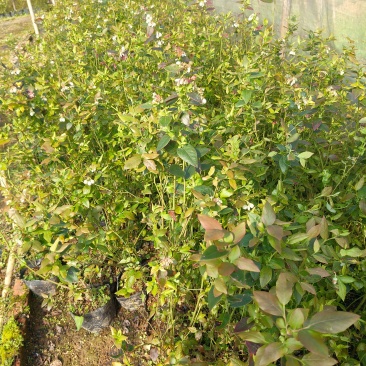 蓝莓苗，批发，对接南方客户，欢迎联系，量大优惠
