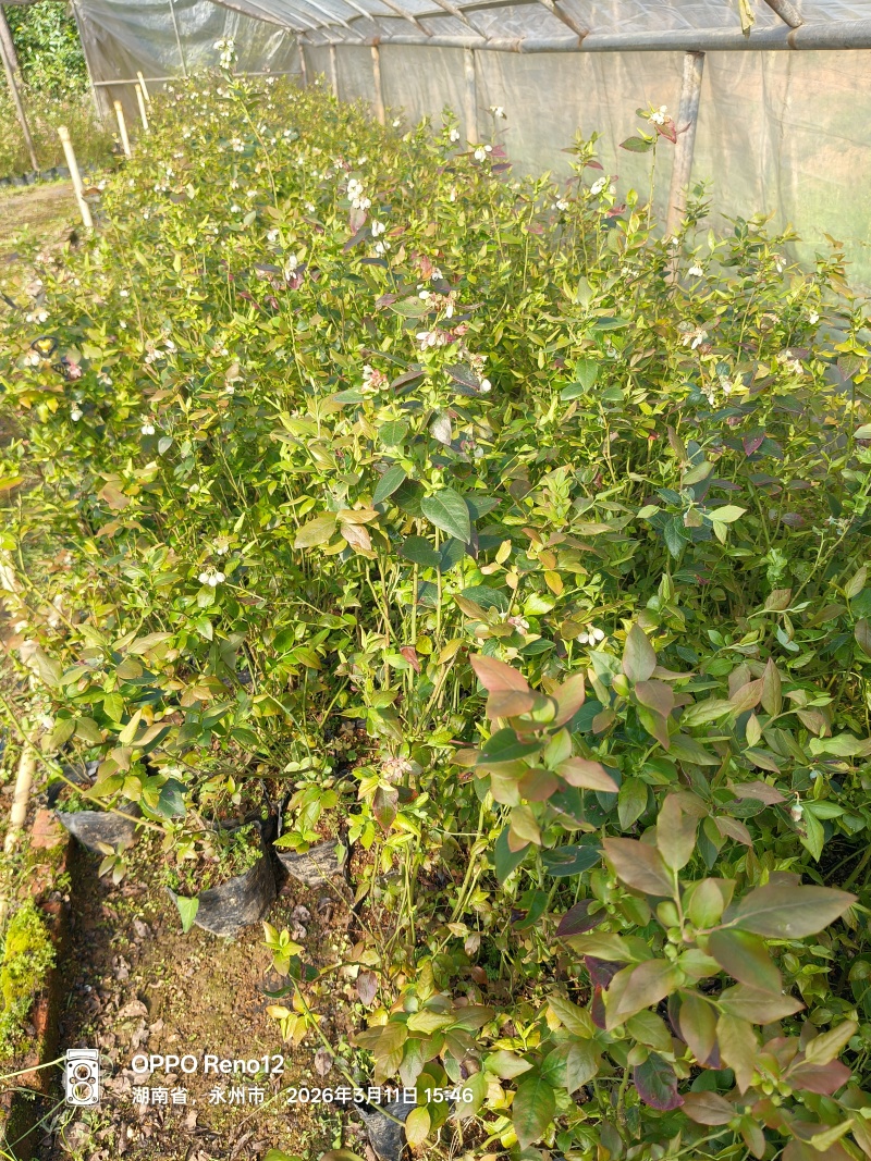 蓝莓苗，批发，对接南方客户，欢迎联系，量大优惠