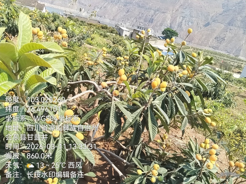 四川凉山枇杷大量上市了，太阳果，欢迎新老顾客回购品尝，