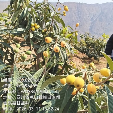 四川凉山枇杷大量上市了，太阳果，欢迎新老顾客回购品尝，