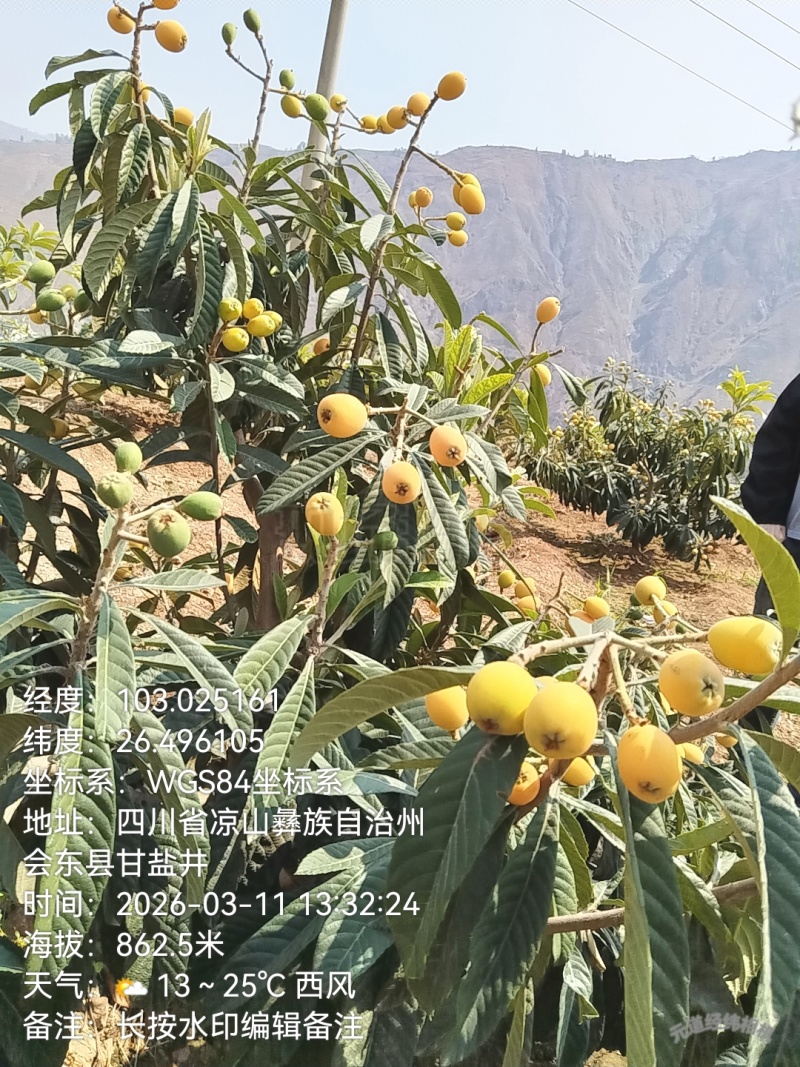 四川凉山枇杷大量上市了，太阳果，欢迎新老顾客回购品尝，