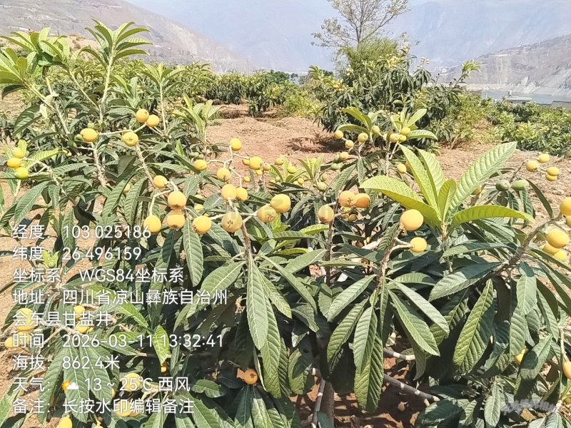四川凉山枇杷大量上市了，太阳果，欢迎新老顾客回购品尝，