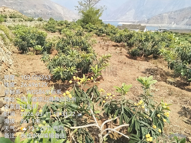 四川凉山枇杷大量上市了，太阳果，欢迎新老顾客回购品尝，