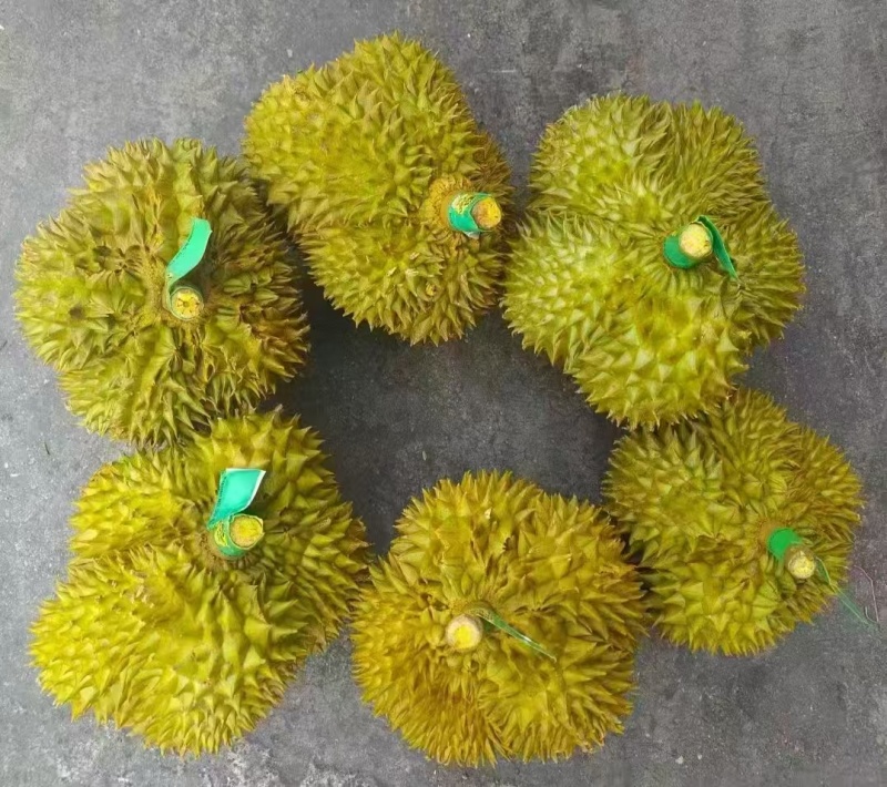 金枕榴莲一手货源，批发价格，坏果包赔
