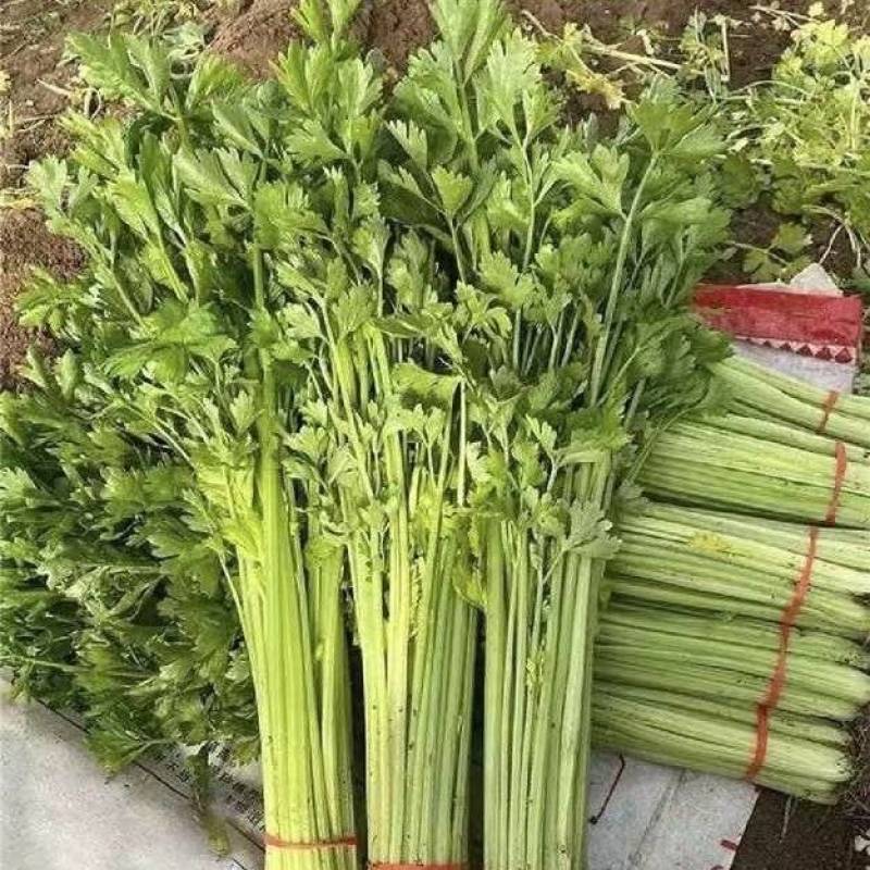 江苏精品小香芹产地直发量大价优欢迎随时联系看货