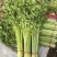 江苏精品小香芹产地直发量大价优欢迎随时联系看货