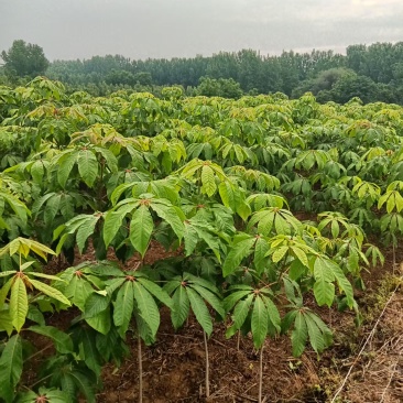 七叶树，风景树